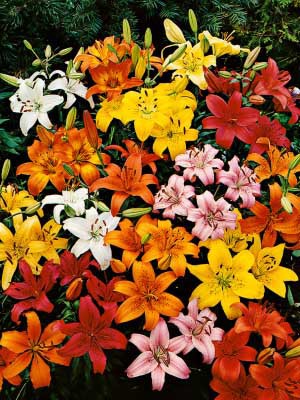 Lilium-Hybridy, Pixie, směs barev